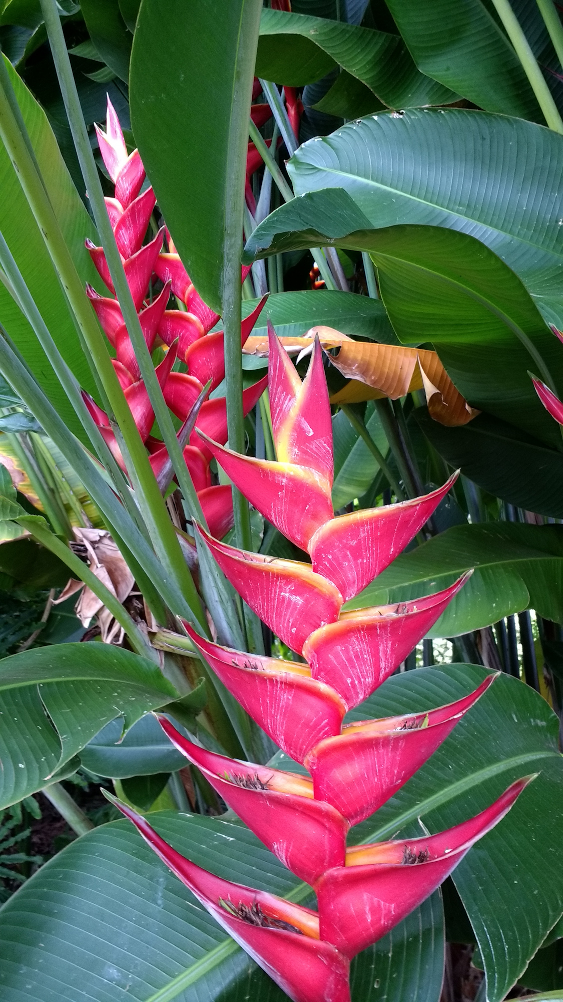 Heliconia